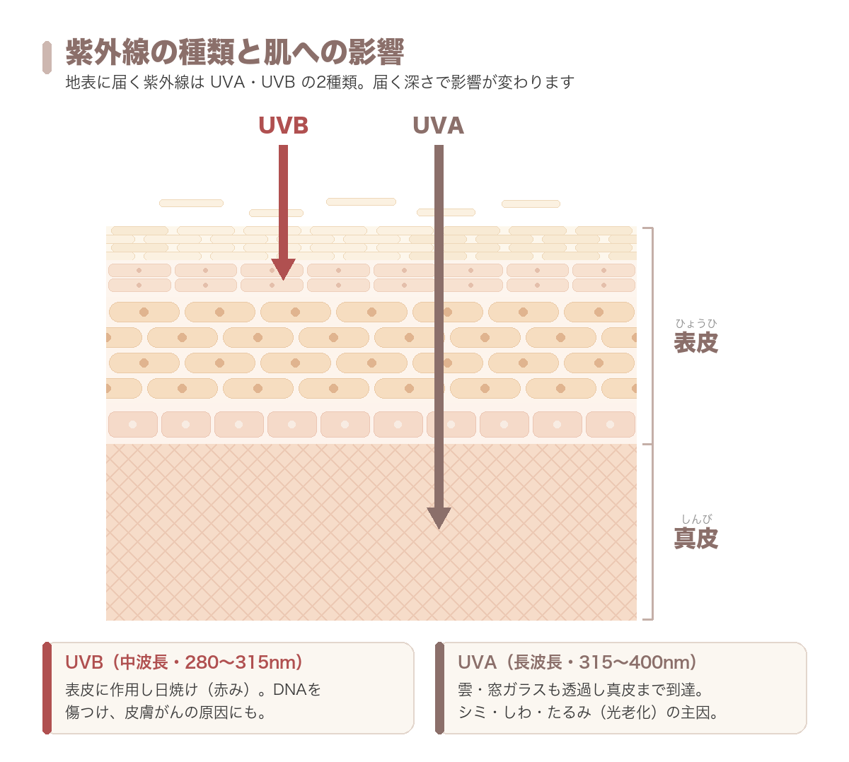 UVAとUVBの違いと肌への影響を示した断面図